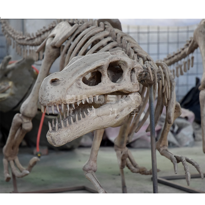 Science Exhibition Models - Fosil Kerangka Dinosaurus Resin ATV&UTV Raptor